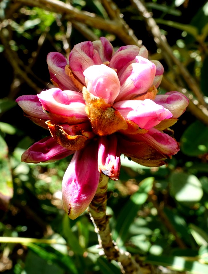 Rhododendron niveum - UBC Botanical Garden - Vancouver, Canada - DSC08529