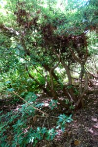 Rhododendron rigidum - UBC Botanical Garden - Vancouver, Canada - DSC08422