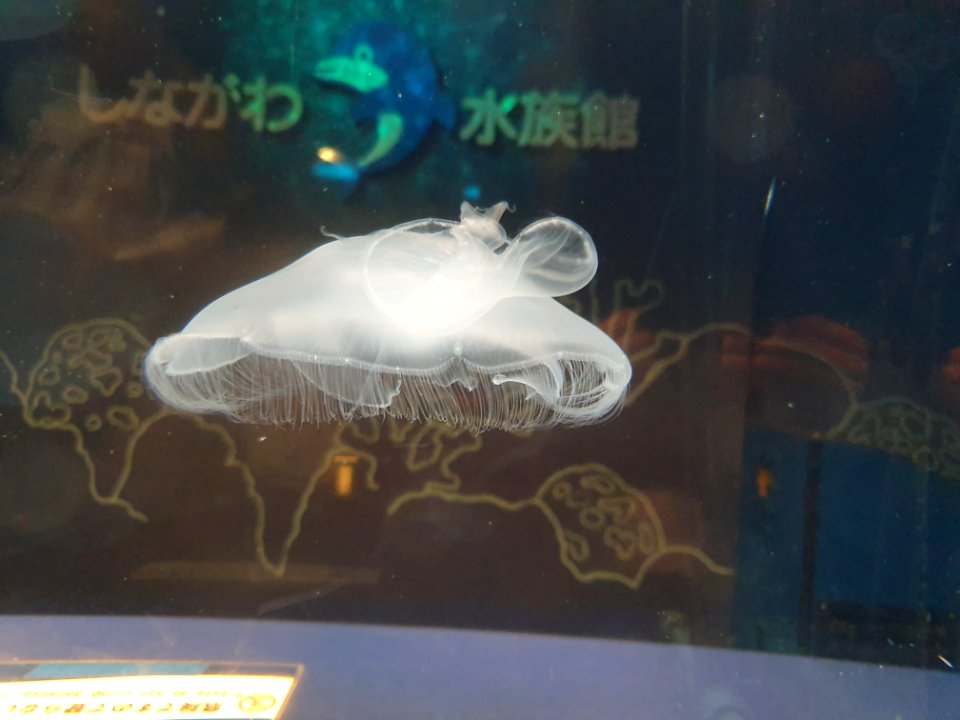 Shinagawa Aquarium 11