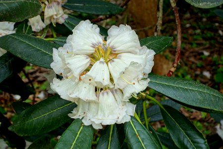 Rhododendron rex - Hillier Gardens - Romsey, Hampshire, England - DSC04915