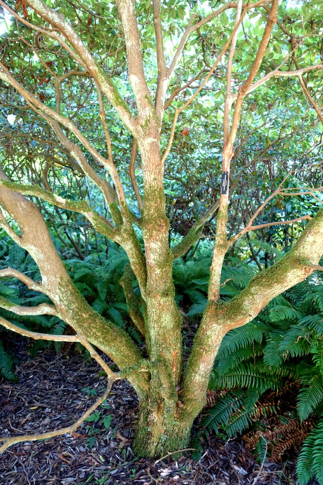 Rhododendron oreodoxa var. fargesii - UBC Botanical Garden - Vancouver, Canada - DSC07818
