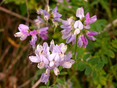 Securigera varia, lavender form, 2020-06-22, Mount Lebanon, 01