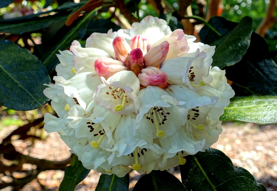 Rhododendron sinogrande - Caerhayes Castle gardens - Cornwall, England - DSC03036