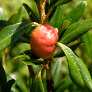 Rhododendron Galle Lac de Suyen 30072018 2