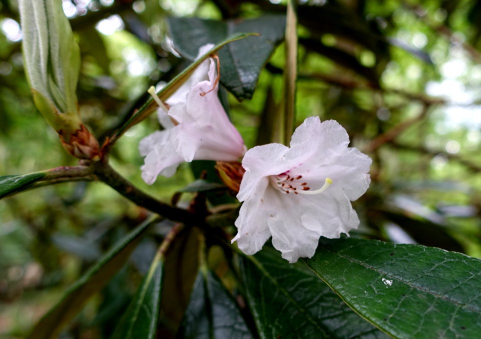 Rhododendron denudatum - RHS Garden Harlow Carr - North Yorkshire, England - DSC01241