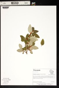 Shepherdia canadensis Potawatomi State Park Wisconsin
