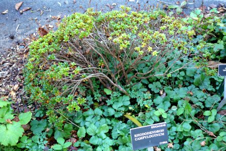Rhododendron campylogynum - San Francisco Botanical Garden - DSC09936