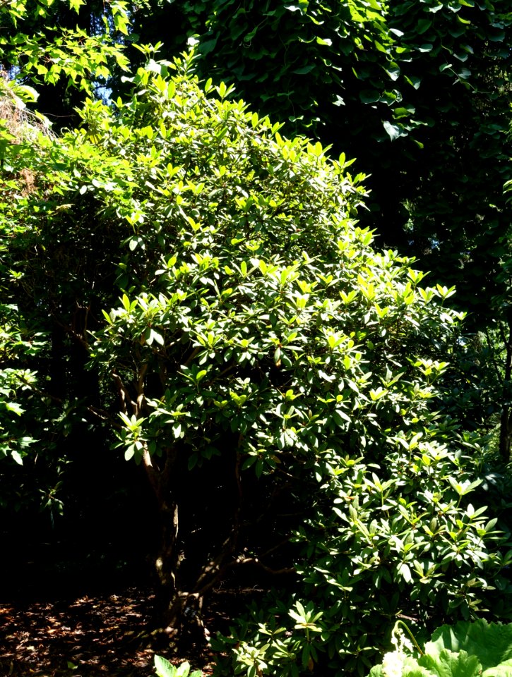 Rhododendron coriaceum - VanDusen Botanical Garden - Vancouver, BC - DSC07216