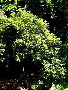 Rhododendron coriaceum - VanDusen Botanical Garden - Vancouver, BC - DSC07216