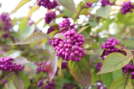 Nature wild berries fall color photo