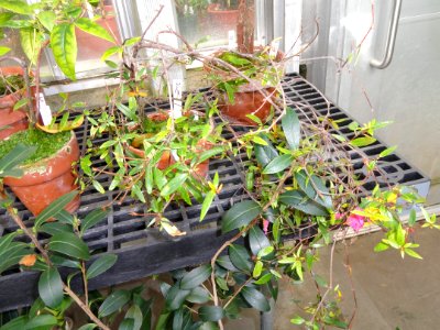 Rhododendron cuneatum - Lyman Plant House, Smith College - DSC04425