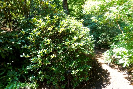 Rhododendron forrestii - VanDusen Botanical Garden - Vancouver, BC - DSC07280