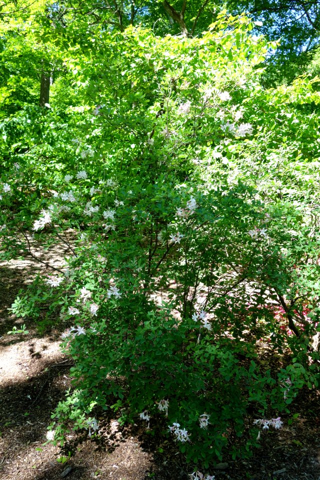 Rhododendron atlanticum 'Choptank River Strain' - Arnold Arboretum - DSC06701