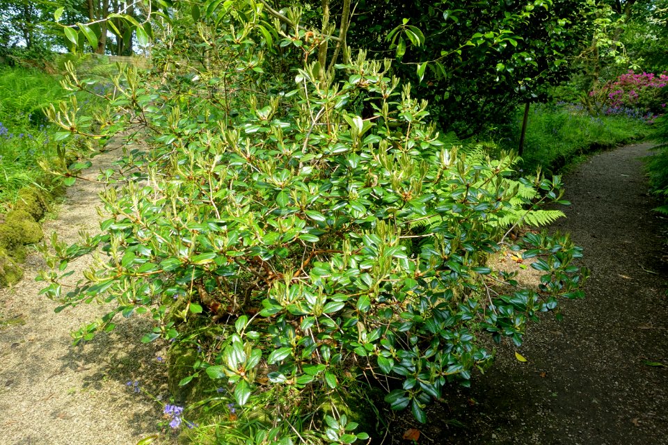 Rhododendron burmanicum - Trewidden Garden - Cornwall, England - DSC02234
