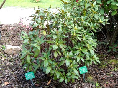 Rhododendron aganniphum var. aganniphum - University of Copenhagen Botanical Garden - DSC07541