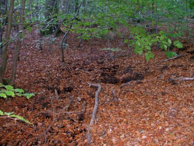 Seebach Leihgraben feuchte Stelle nahe Engelsborn