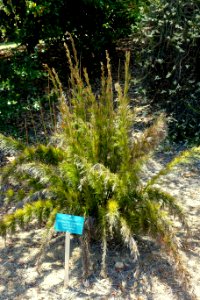 Rhodocoma capensis - Mildred E. Mathias Botanical Garden - University of California, Los Angeles - DSC02845