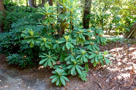 Rhododendron calophytum - VanDusen Botanical Garden - Vancouver, BC - DSC07228