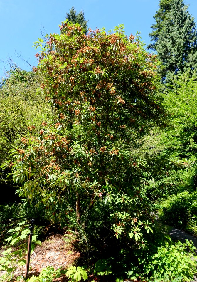 Rhododendron discolor (Rhododendron fortunei subsp. discolor) - UBC Botanical Garden - Vancouver, Canada - DSC08451