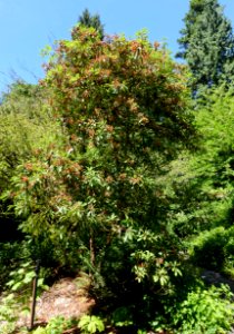 Rhododendron discolor (Rhododendron fortunei subsp. discolor) - UBC Botanical Garden - Vancouver, Canada - DSC08451