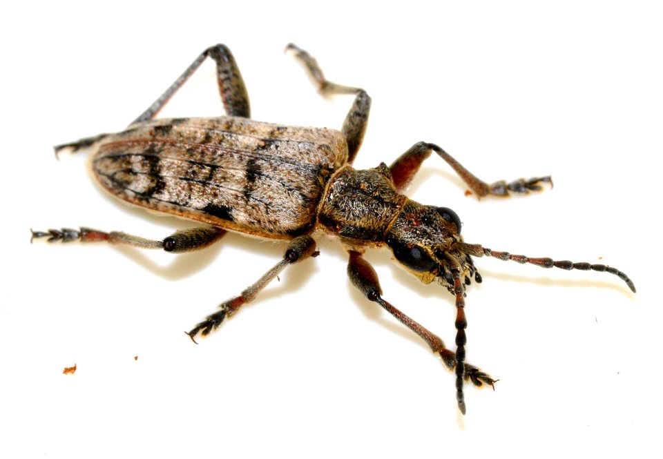 Rhagium-inquisitor-11-fws