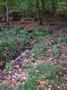 Seebach Leihgraben unter Engelsborn