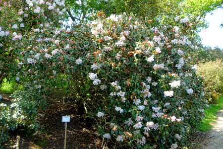 Rhododendron maddenii subsp. crassum (Rhododendron crassum) - Caerhayes Castle gardens - Cornwall, England - DSC02950