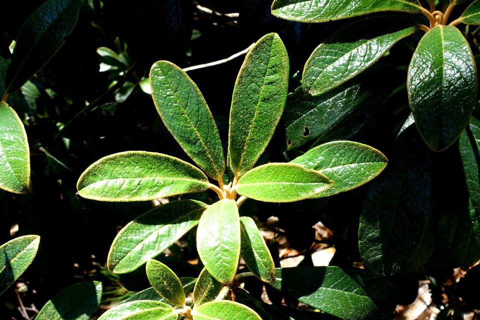 Rhododendron wiltonii - VanDusen Botanical Garden - Vancouver, BC - DSC07060