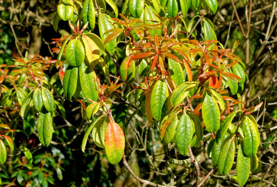Rhododendron stamineum - Caerhayes Castle gardens - Cornwall, England - DSC03238