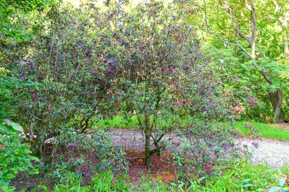 Rhododendron rubiginosum (Rhododendron desquamatum) - Caerhayes Castle gardens - Cornwall, England - DSC03222