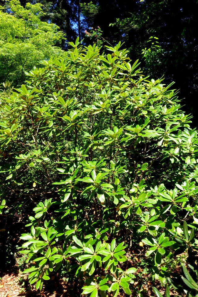 Rhododendron rufum - UBC Botanical Garden - Vancouver, Canada - DSC08170