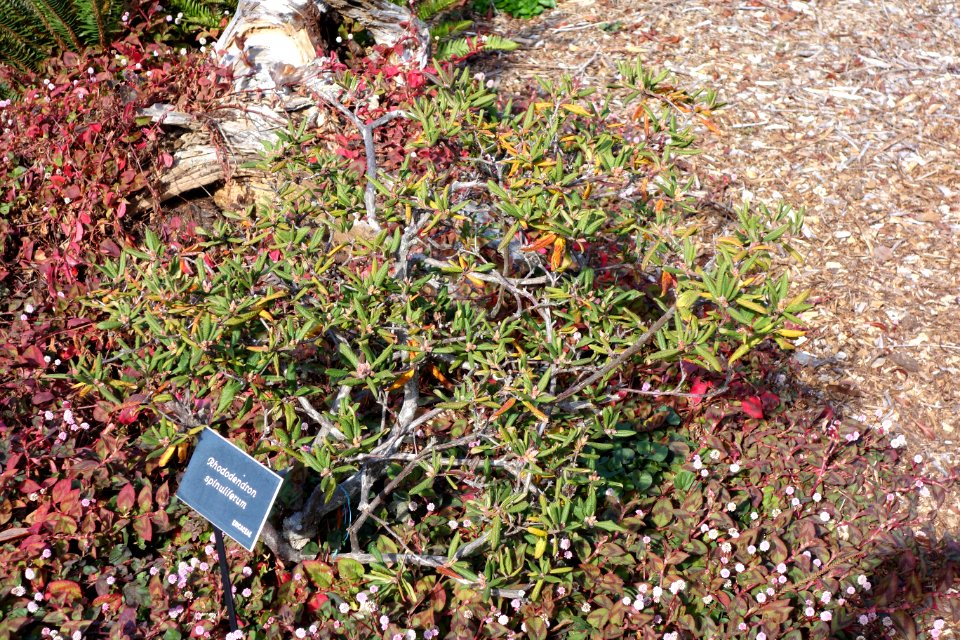Rhododendron spinuliferum - Mendocino Coast Botanical Gardens - DSC02023