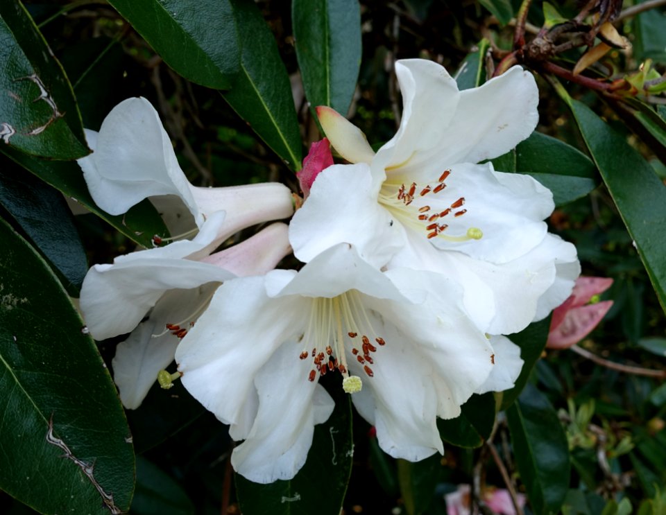 Rhododendron maddenii subsp. crassum (Rhododendron crassum) - Caerhayes Castle gardens - Cornwall, England - DSC02957