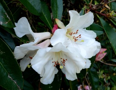 Rhododendron maddenii subsp. crassum (Rhododendron crassum) - Caerhayes Castle gardens - Cornwall, England - DSC02957