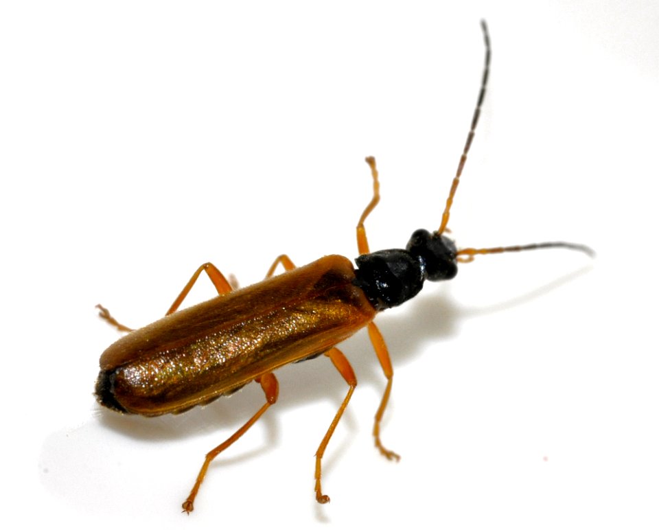 Rhagonycha-lignosa-13-fws