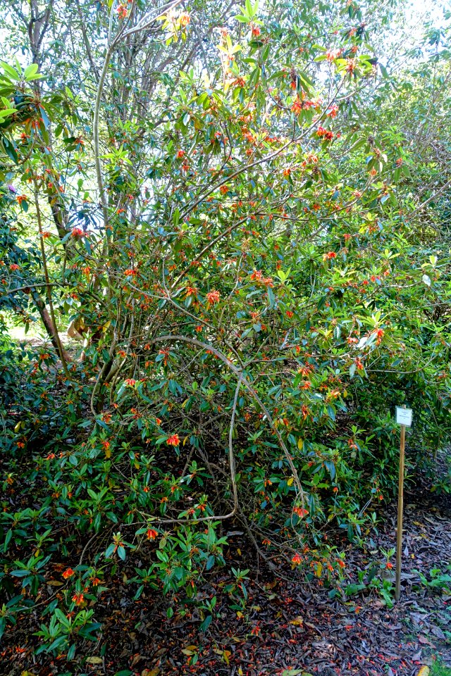 Rhododendron keysii - Caerhayes Castle gardens - Cornwall, England - DSC02986