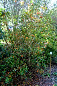 Rhododendron keysii - Caerhayes Castle gardens - Cornwall, England - DSC02986