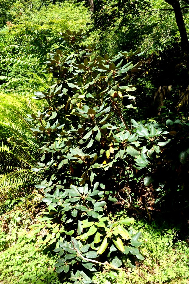 Rhododendron lacteum - UBC Botanical Garden - Vancouver, Canada - DSC07765