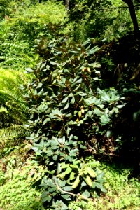Rhododendron lacteum - UBC Botanical Garden - Vancouver, Canada - DSC07765
