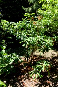 Rhododendron maoerense - VanDusen Botanical Garden - Vancouver, BC - DSC07208