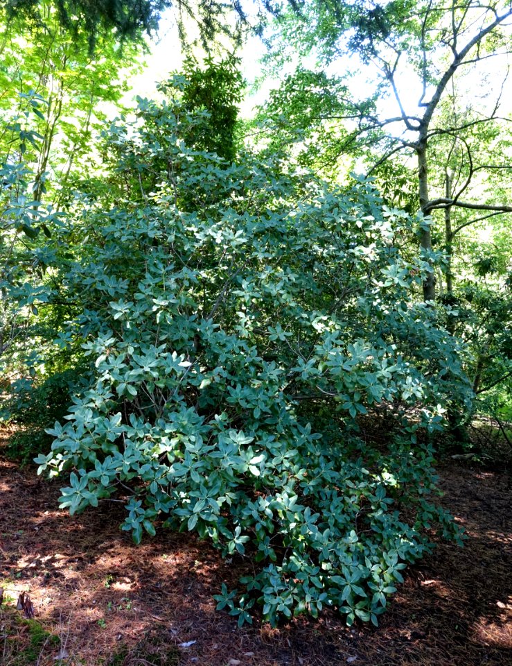 Rhododendron xanthocodon (Rhododendron cinnabarinum subsp. xanthocodon) - VanDusen Botanical Garden - Vancouver, BC - DSC07267