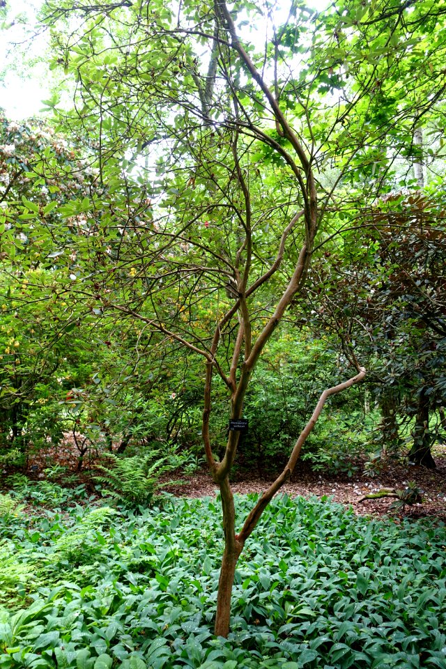 Rhododendron neriiflorum - RHS Garden Harlow Carr - North Yorkshire, England - DSC01151