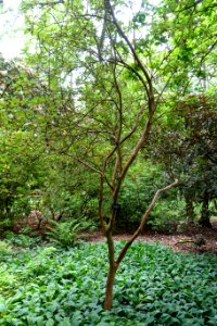 Rhododendron neriiflorum - RHS Garden Harlow Carr - North Yorkshire, England - DSC01151