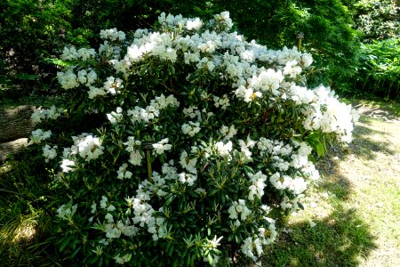 Rhododendron yakushimanum 'Koichiro Wada' - Savill Garden - Windsor Great Park, England - DSC06064