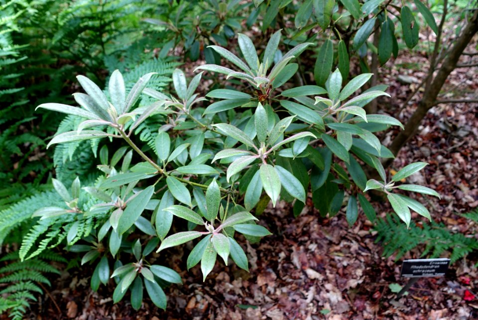 Rhododendron ochraceum - RHS Garden Harlow Carr - North Yorkshire, England - DSC01266