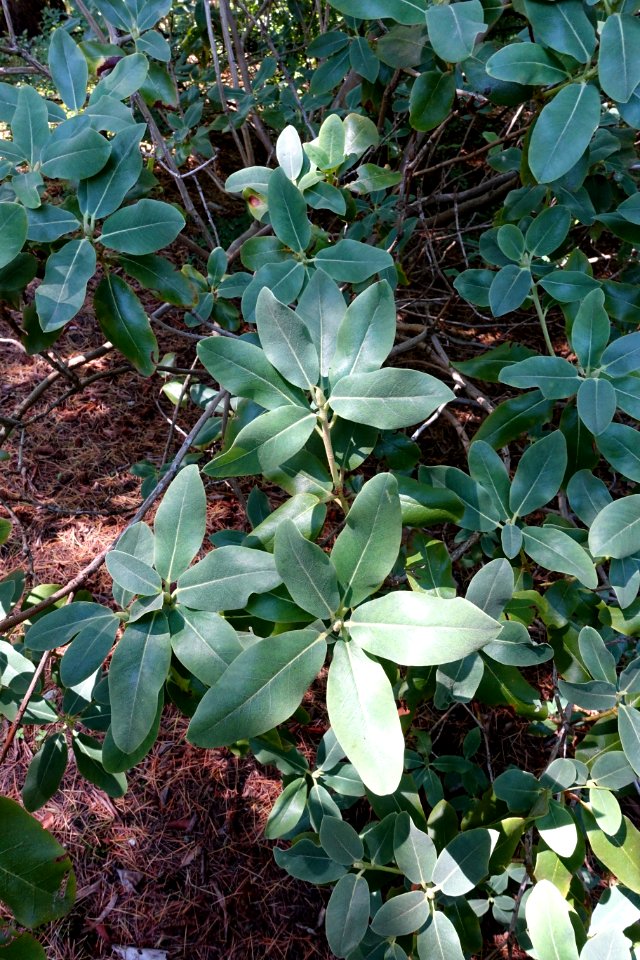 Rhododendron xanthocodon (Rhododendron cinnabarinum subsp. xanthocodon) - VanDusen Botanical Garden - Vancouver, BC - DSC07268