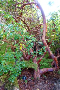 Rhododendron parryae - Mendocino Coast Botanical Gardens - DSC02235