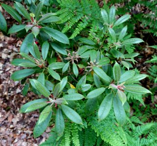 Rhododendron ochraceum - RHS Garden Harlow Carr - North Yorkshire, England - DSC01267