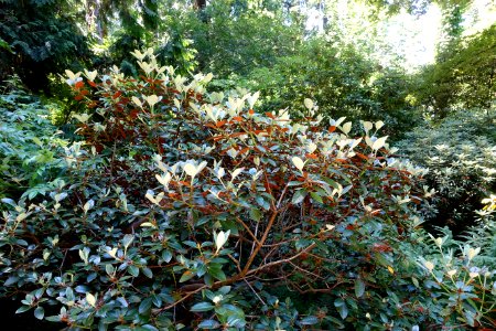 Rhododendron wasonii - UBC Botanical Garden - Vancouver, Canada - DSC08179