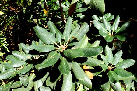 Rhododendron lacteum - UBC Botanical Garden - Vancouver, Canada - DSC07767